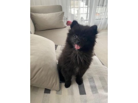 6 aylık ayı yüzlü siyah renkli pomeranian gece erkek