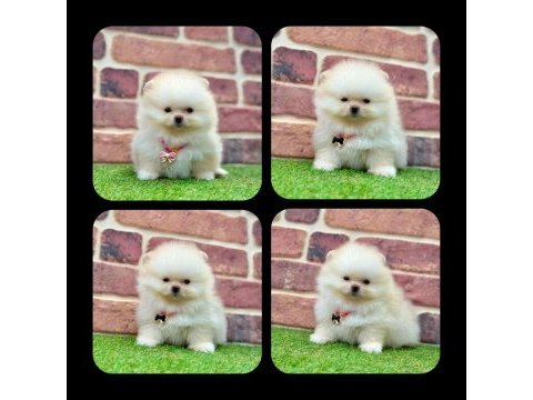 2.5 aylık pomeranian boo ayı surat yavrular
