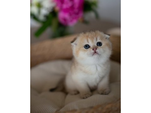 Yuvarlak hatlı golden scottish fold