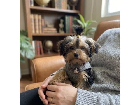 Evinizin neşesi olacak yavru köpekler