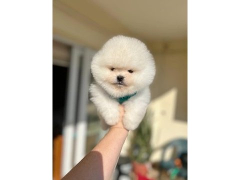 Pomeranian boo 2 efsane ayıcık
