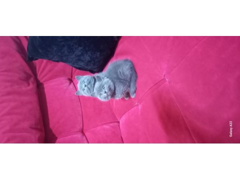 3 adet yavru british shorthair