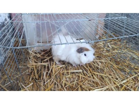 Ginepig yavruları ve anneleri hepsi sahiplendirilecektir