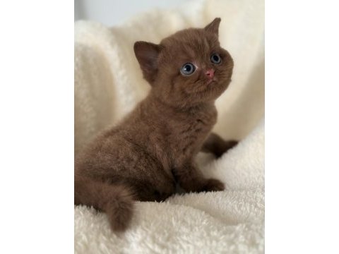 British cinnamon erkek yavru