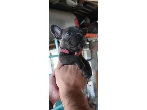 A kalite blue dişi french bulldog yavrum