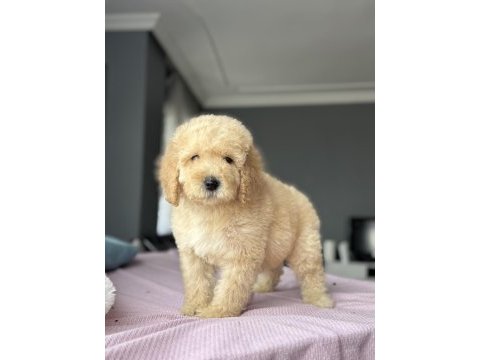 Çeşit çeşit labradoodle bebekler miyatür dev