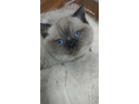 Bebek yüz mavi göz british shorthair