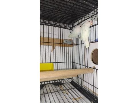 Mutasyon yavru bakmış tecrübeli takım kuşlar