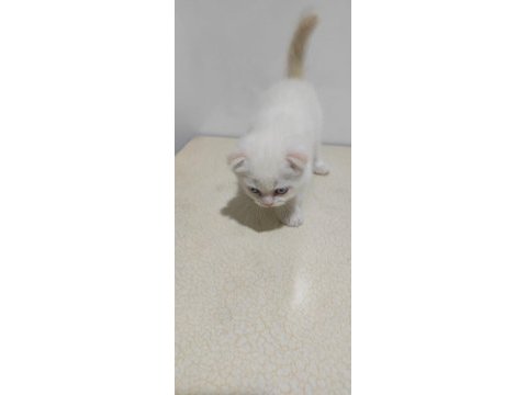 3 aylık scottish fold- chinchilla melezi kedimiz