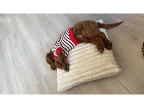 Toy poodle 3.5 aylık dişi