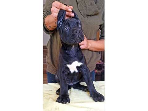 Kif/fci şcr belgeli anne altından cane corso yavruları