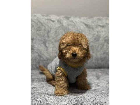 Ev ortamında büyüyen toy poodle yavrularım