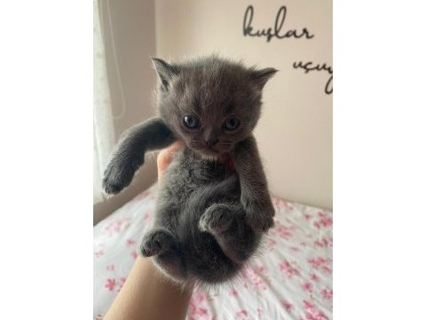 Miniğimize ömürlük yuva arıyoruz british shorthair