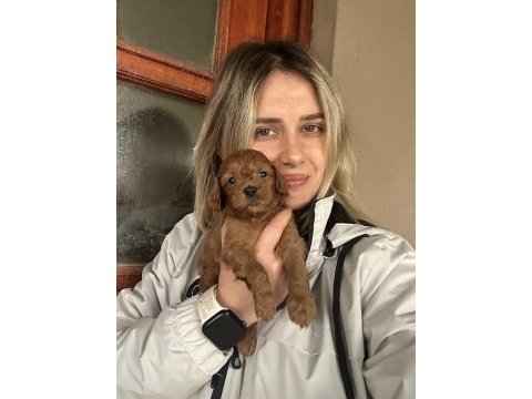 12 yıllık üreticiden maltipoo yavruları