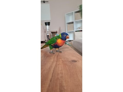 Lori papağanı el besleme
