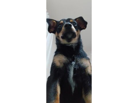 Yerinde duramayan chihuahua