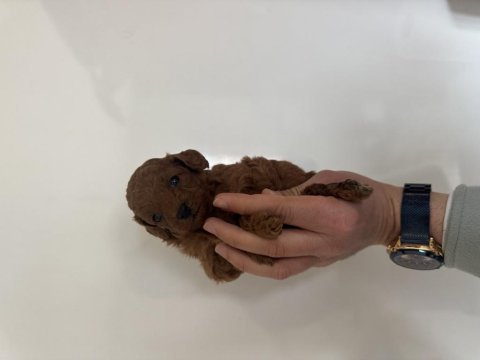 Kore kan red dark brown toy poodle bebekler