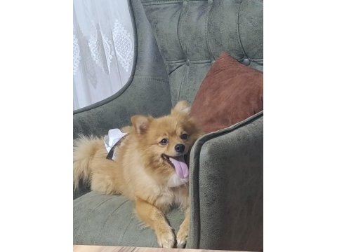 Pomeranian 3 yaşında eğitimli