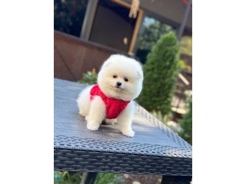 Yavru pomeranian boo köpekler