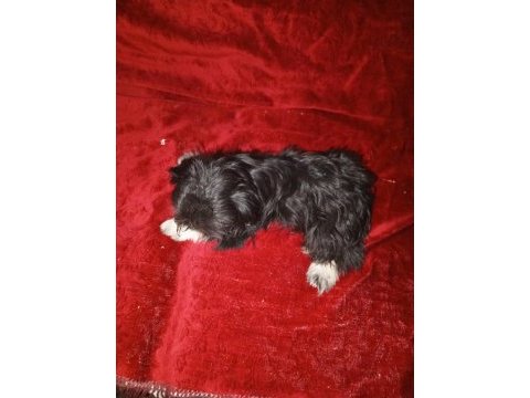Shih tzu güzeldir iyidir