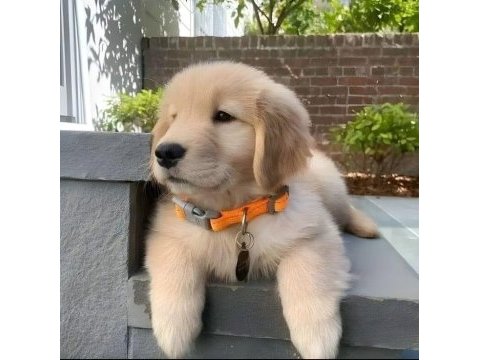 Baby face golden retriever yavrularımız