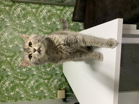 British shorthair ücret talep etmiyorum