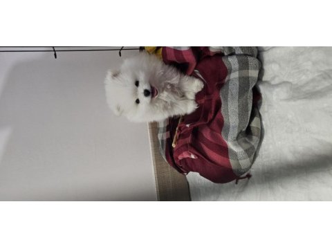 Pomeranian kızımız yeni ailesini arıyor