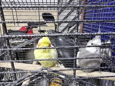 Sultan papağanı çift