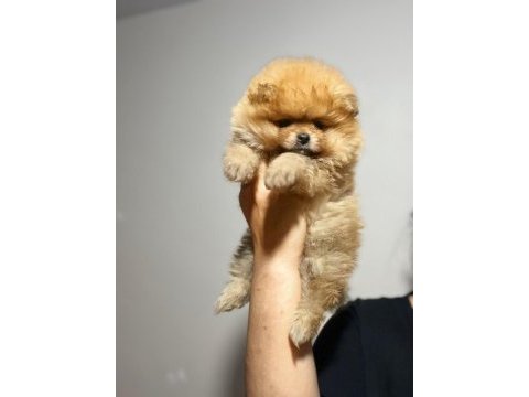 Tea cup teddy bear pomeranian boo oğlumuz