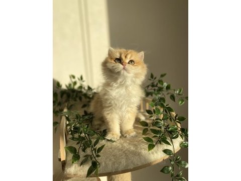Ny12 british longhair