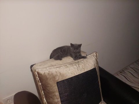 British shorthair yavru