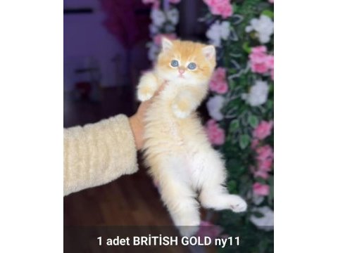 Safkan british longhair ve shorthair yavrularım