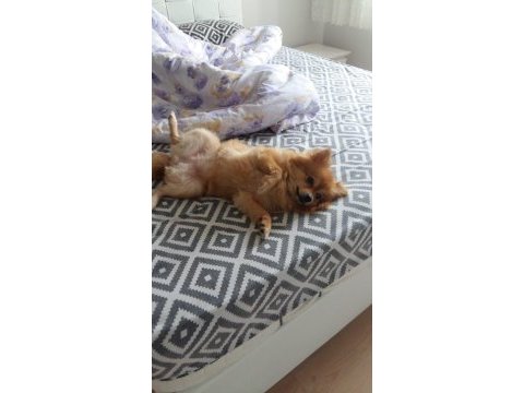 Dişi pomeranian