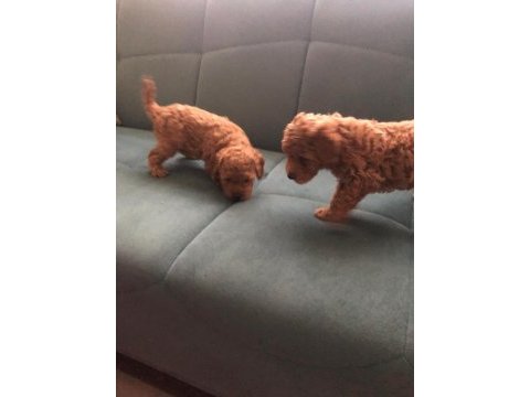 Red brown toy poodle