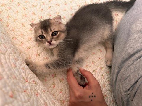 Scottish fold yavru kedilerimiz