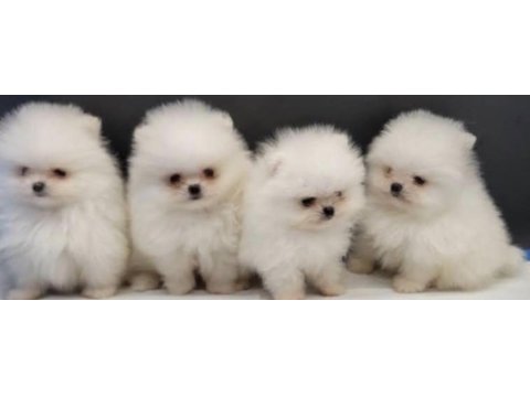 Pomeranian boo köpekler