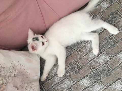 Sevecen oyuncu british longhair ketçap yuva arıyor