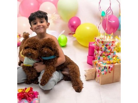 Toypoodle sevimli yavrular ruhsatlı çiftlik 