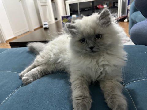 2-3 aylık yavru british longhair kedimiz