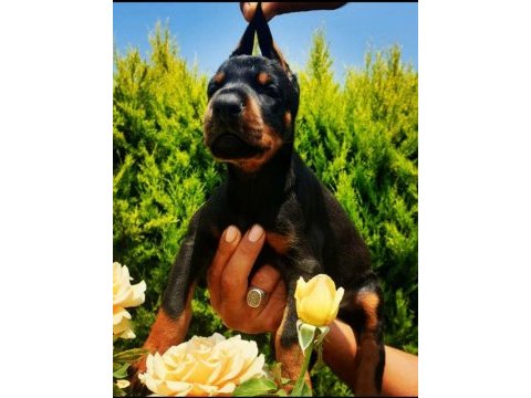 S400 füzesi doberman panterler