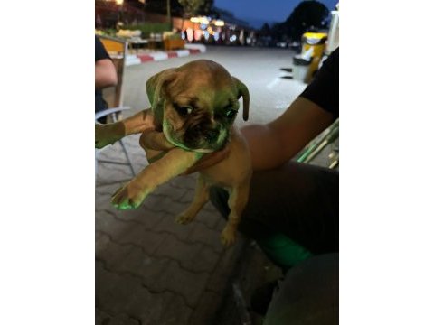 Safkan french bulldog
