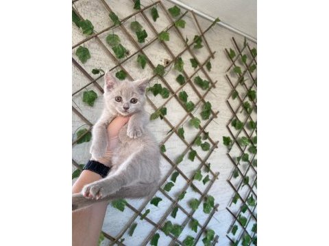 Bicolor ve lilac british bebeklerim