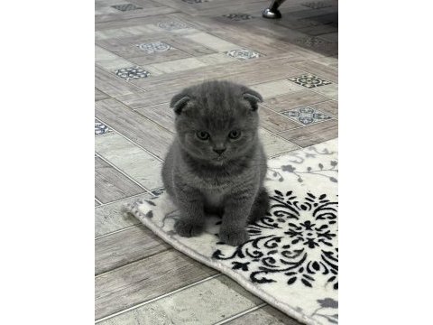 Scottish fold british