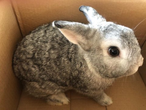 Chinchilla renk erkek hollanda cüce tavşan
