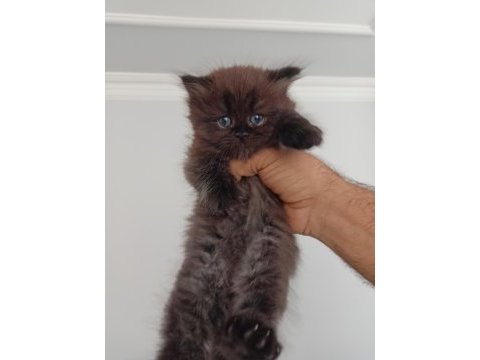 Scottish fold bebekler