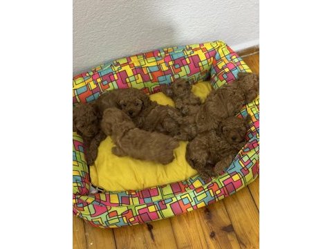 Teacup toy poodle