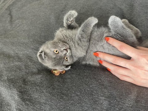 Tatlış scottish fold bebekler