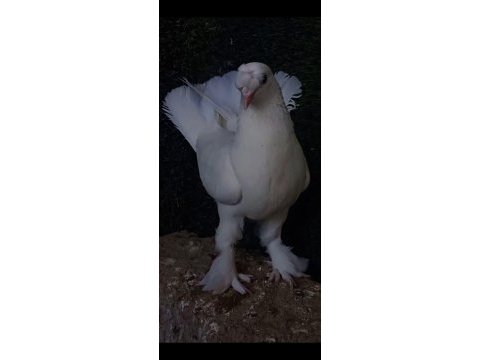 50 yıllık tek soy arap güvercinler