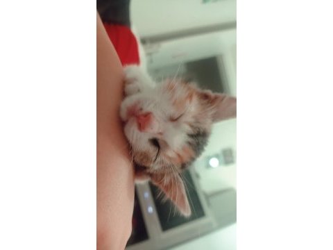 Kedimiz miyamı sahiplendirmek istiyorum