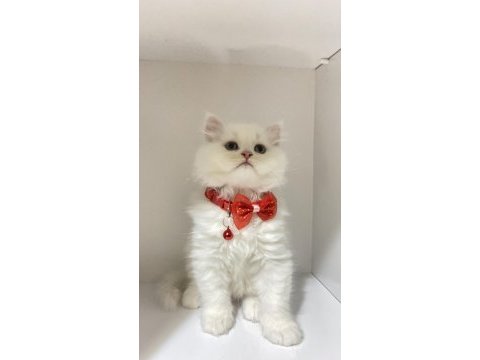 British bembeyaz ve tabby yavrular